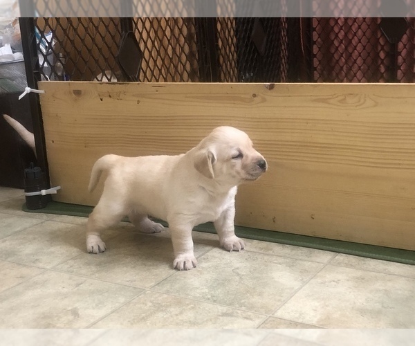 Medium Photo #8 Labrador Retriever Puppy For Sale in DEWITT, VA, USA