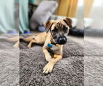 Small Mutt