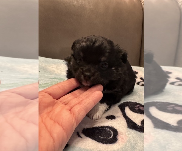 Medium Photo #1 Chihuahua Puppy For Sale in TWINING, MI, USA