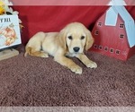 Small #4 Golden Retriever