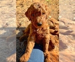 Small Photo #3 Goldendoodle Puppy For Sale in LA FAYETTE, GA, USA