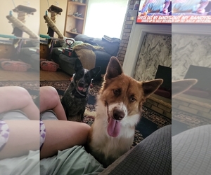 Father of the Texas Heeler puppies born on 11/30/2025