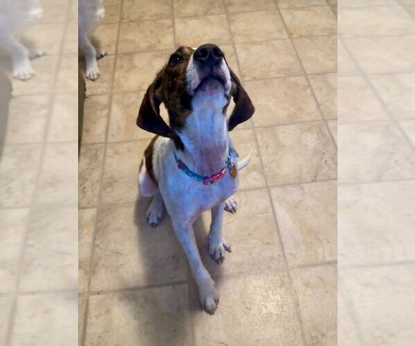 Medium Photo #2 Mutt Puppy For Sale in Springdale, PA, USA