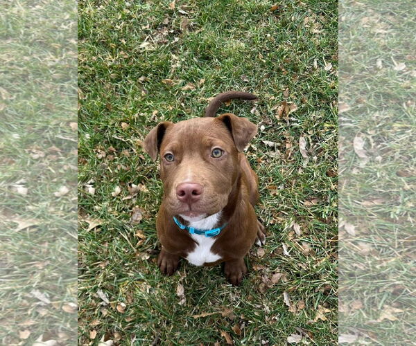 Medium Photo #4 American Pit Bull Terrier-Unknown Mix Puppy For Sale in Germantown, OH, USA