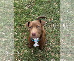 Small #3 American Pit Bull Terrier Mix