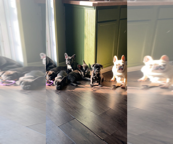 Medium Photo #22 French Bulldog Puppy For Sale in JOLIET, IL, USA