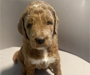 Medium Goldendoodle
