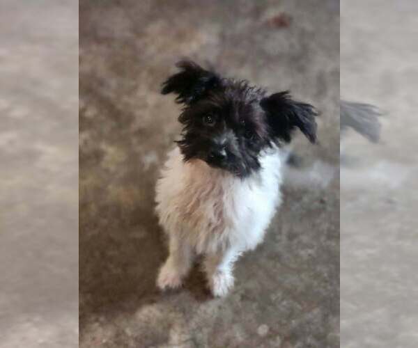 Medium Photo #1 Mutt Puppy For Sale in Candler, NC, USA