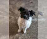 Buttercup - Female Mutt Dog for Adoption - Small photo