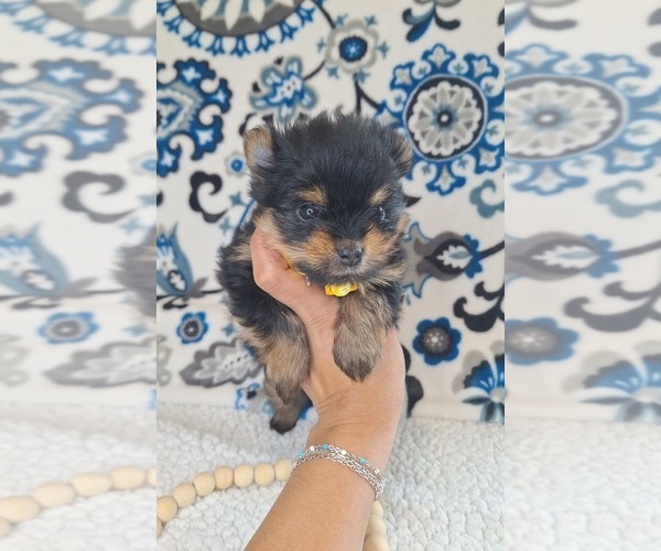 Medium Photo #16 Yoranian Puppy For Sale in LEWISBURG, KY, USA