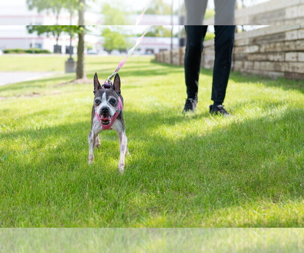 Medium Photo #4 Boston Terrier Puppy For Sale in Mundelein, IL, USA