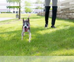Small #3 Boston Terrier