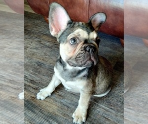 French Bulldog Puppy for sale in SPRING HILL, FL, USA