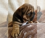 Small Photo #5 English Bulldog Puppy For Sale in SALEM, MO, USA
