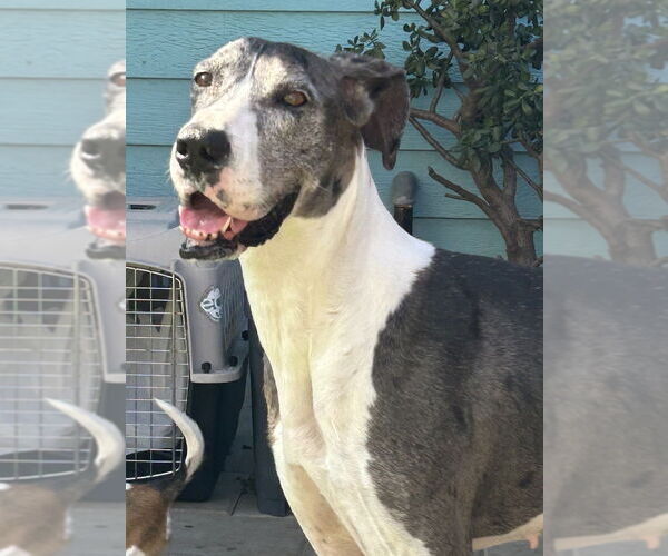 Medium Photo #3 Great Dane Puppy For Sale in San Diego , CA, USA