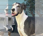 Small #2 Great Dane