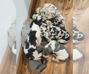 Great Dane Puppy for sale in HOLTON, IN, USA