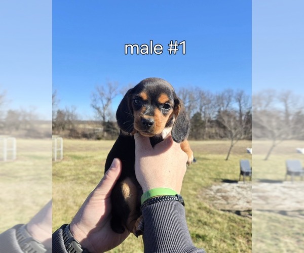 Medium Photo #1 Beagle Puppy For Sale in BUFFALO, MO, USA