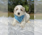 Small Photo #1 Goldendoodle Puppy For Sale in FROSTPROOF, FL, USA