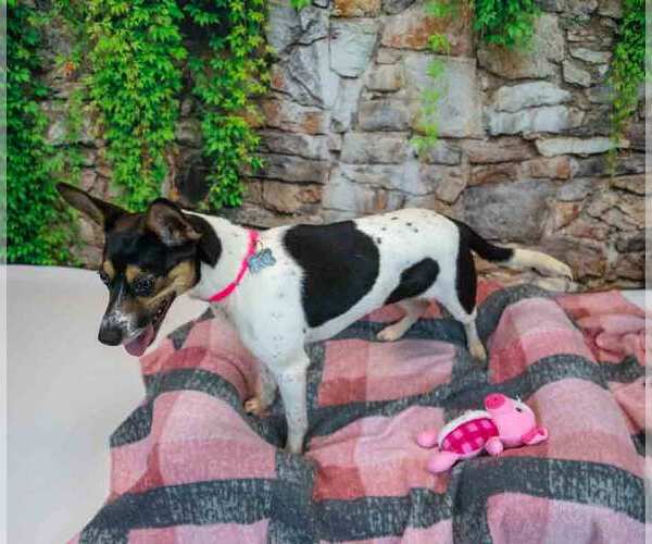 Medium Photo #4 Jack-Rat Terrier Puppy For Sale in Kennesaw, GA, USA