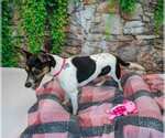 Small #3 Jack-Rat Terrier