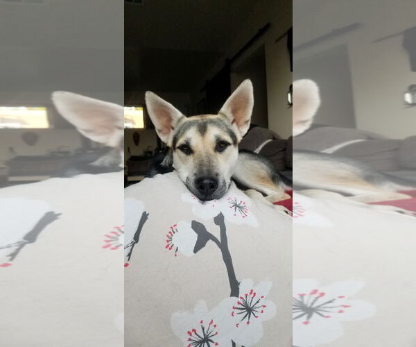 Medium Photo #4 Siberian Husky Puppy For Sale in Cedar Crest, NM, USA