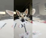 Small #3 Siberian Husky