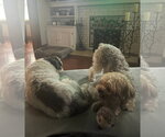 Small #2 Shih Tzu
