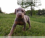 Small Photo #3 Doberman Pinscher Puppy For Sale in COTTON, MN, USA
