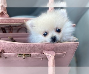 Pomeranian Puppy for sale in CASTLE HAYNE, NC, USA