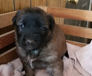 German Shepherd Dog-Saint Bernard Mix Puppy for sale in SAND LAKE, MI, USA