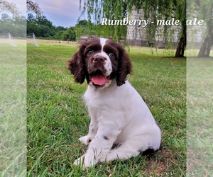 Cocker Spaniel Puppy for sale in VICTORIA, VA, USA