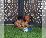 Small #2 Dachshund