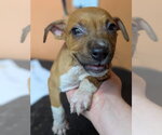 Small #1 Mutt