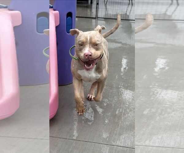 Medium Photo #3  Puppy For Sale in , 