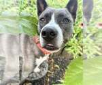 Small #1 Mutt