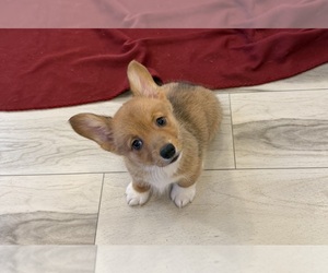 Pembroke Welsh Corgi Puppy for sale in GUTHRIE, KY, USA