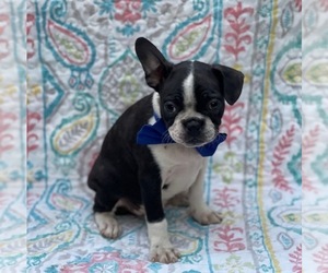 Boston Terrier Puppy for sale in LANCASTER, PA, USA