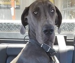 Small Photo #1 Great Dane Puppy For Sale in ROCHESTER, NY, USA