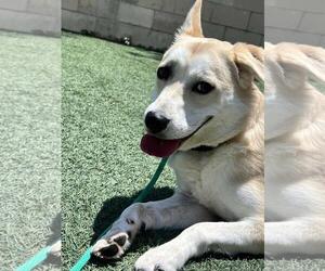 Lainey - Female Siberian Husky-Unknown Mix Dog for Adoption - Photo #5
