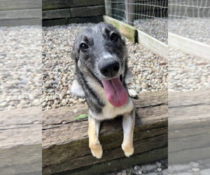 German Shepherd Dog-Unknown Mix Dogs for adoption in Woodsfield, OH, USA
