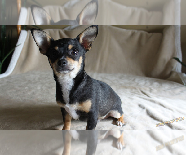 Medium Photo #4 Chihuahua Puppy For Sale in HUDSONVILLE, MI, USA