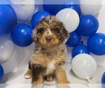 Small Photo #4 Aussiedoodle Miniature  Puppy For Sale in HICKSVILLE, OH, USA