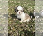 Small #3 Shih Tzu