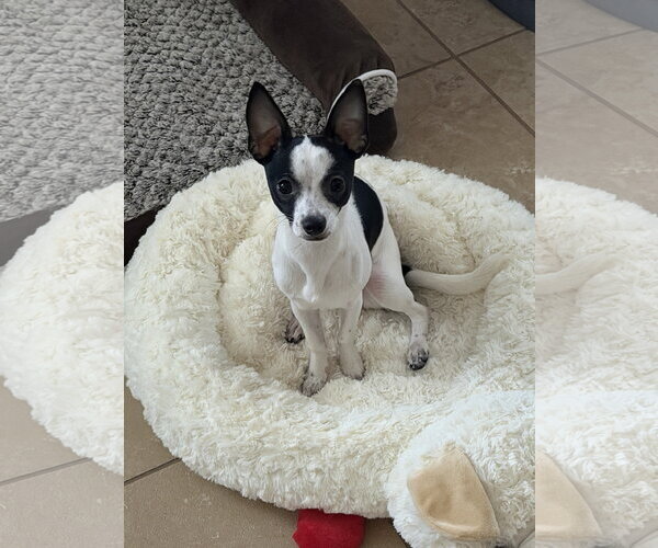 Medium Photo #3 Chihuahua-Unknown Mix Puppy For Sale in Valrico, FL, USA