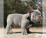 Small Photo #2 French Bulldog Puppy For Sale in DACULA, GA, USA