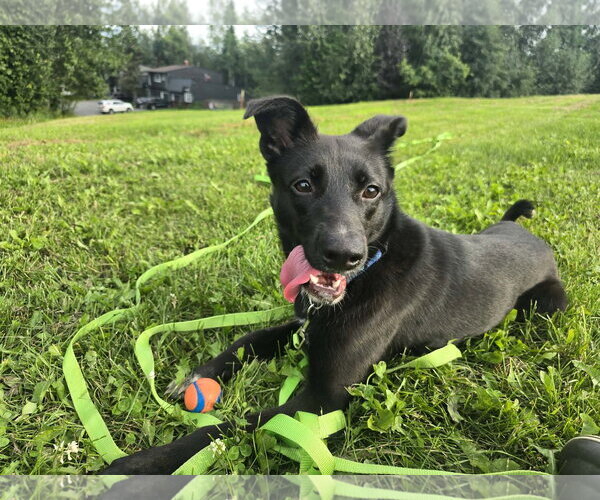 Medium Photo #7 German Shepherd Dog-Unknown Mix Puppy For Sale in Anchorage, AK, USA