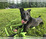 Small #6 German Shepherd Dog Mix