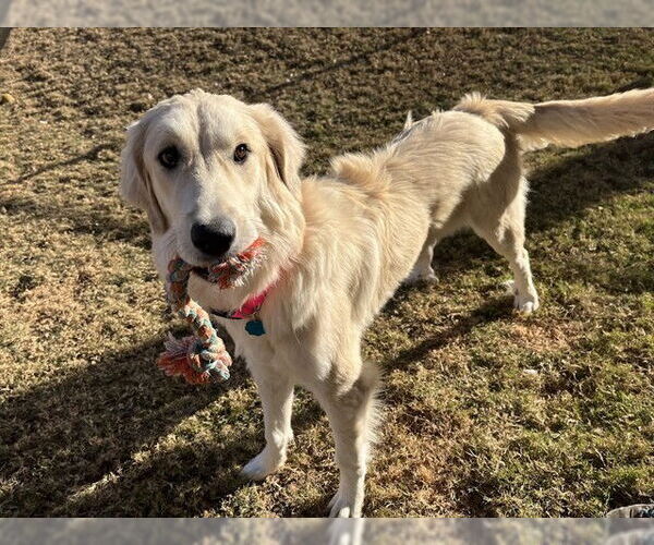 Medium Photo #1 Golden Pyrenees Puppy For Sale in Plano, TX, USA
