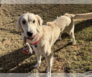 Golden Pyrenees Dogs for adoption in Plano, TX, USA
